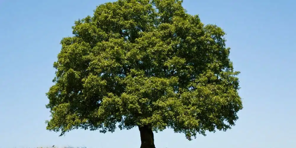 bois de chêne