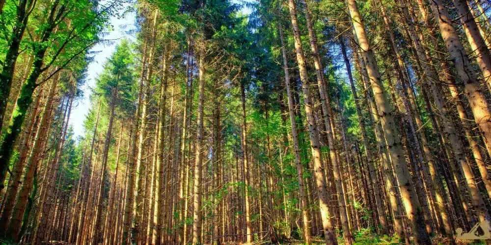 bois épicéa